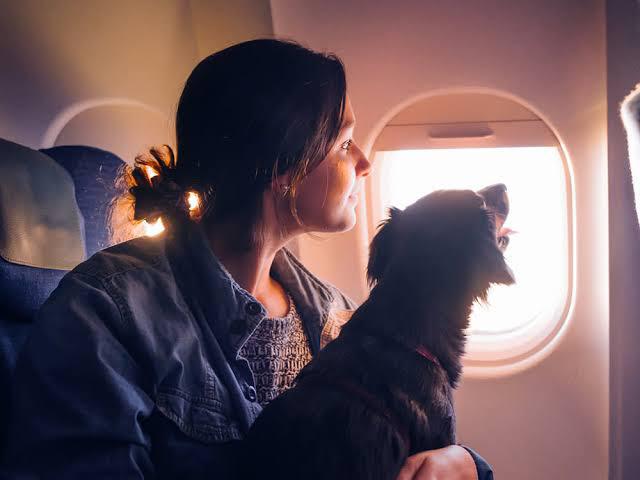 How to Travel with Pets: Tips for Stress-Free Journeys