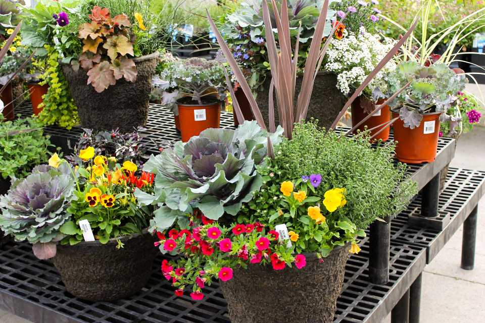 Top 5 Most Suitable Plants To Plant In The Fall You Should Buy