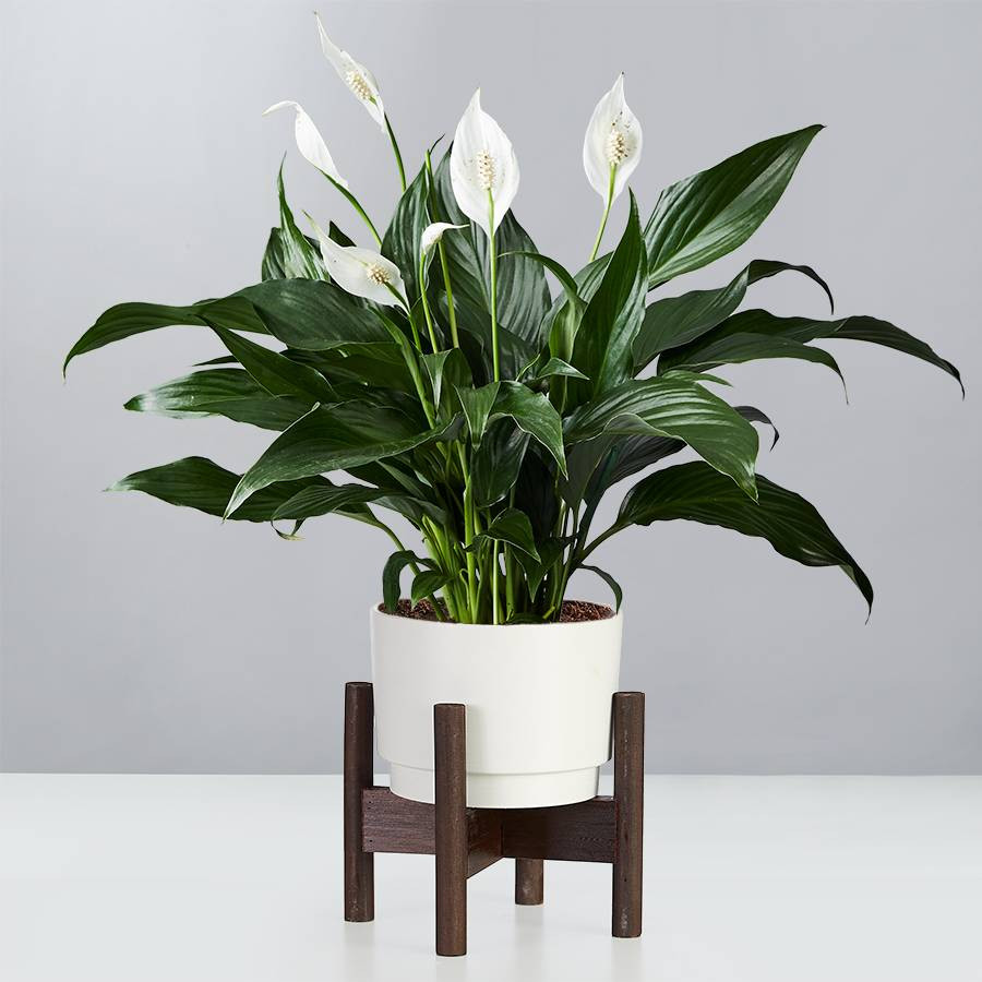 Spathiphyllum to decorate your room