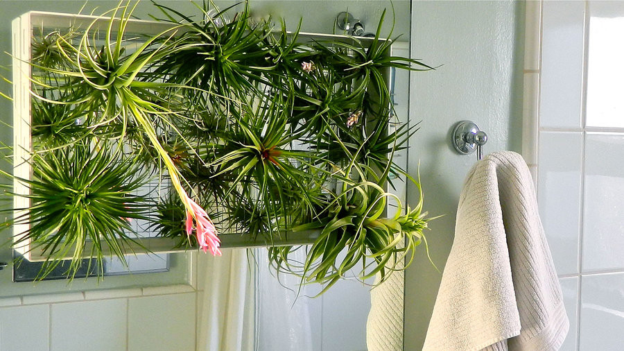 decorating tillandsia Lonantha in bathroom