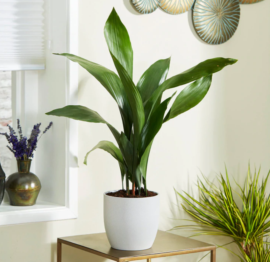 American Plant Exchange Cast Iron Plant