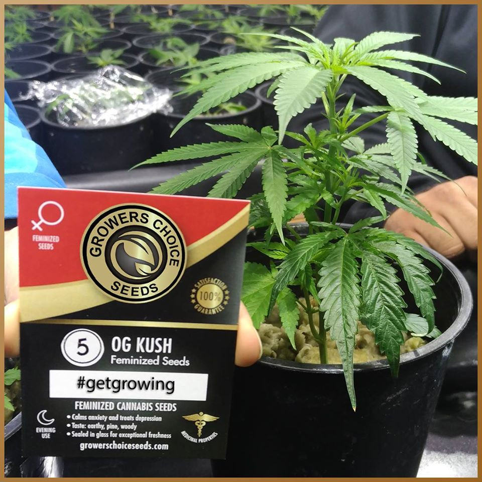 Growers Choice Coupon Codes & Best Discounts Up to 50 OFF Jan2021